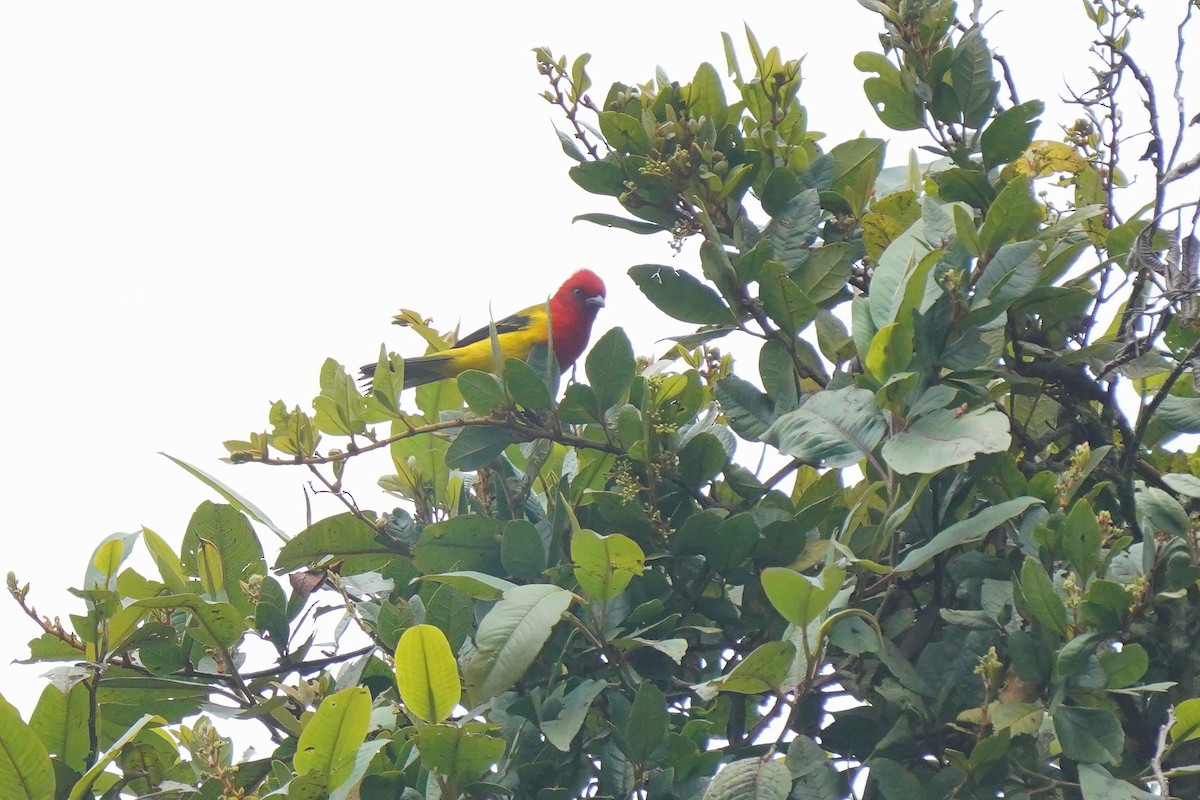 Red-hooded Tanager - ML614759687