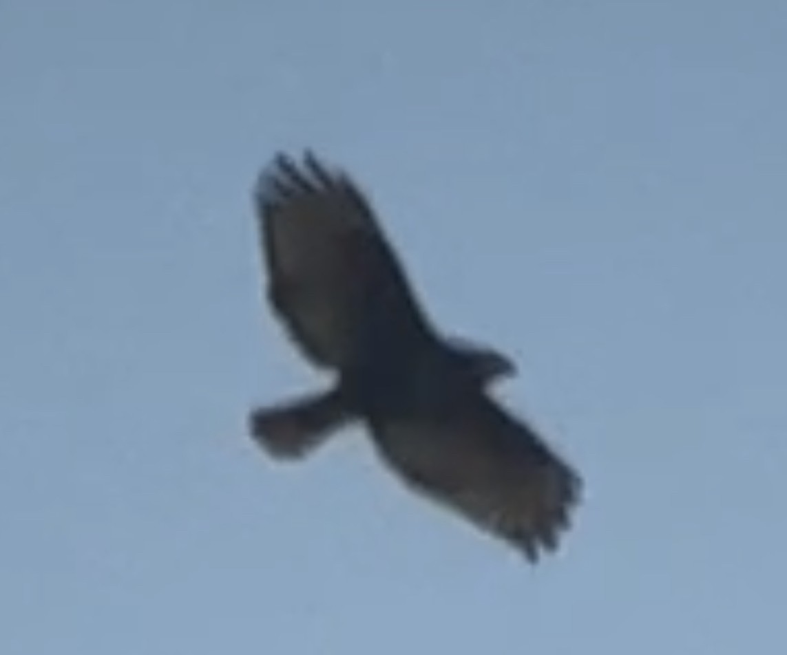 Red-tailed Hawk (Harlan's) - ML614759931