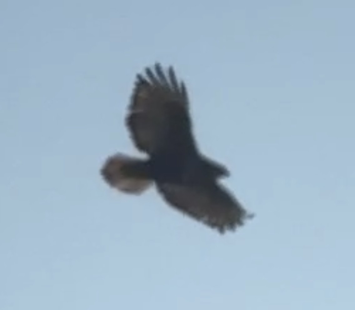 Red-tailed Hawk (Harlan's) - ML614759937