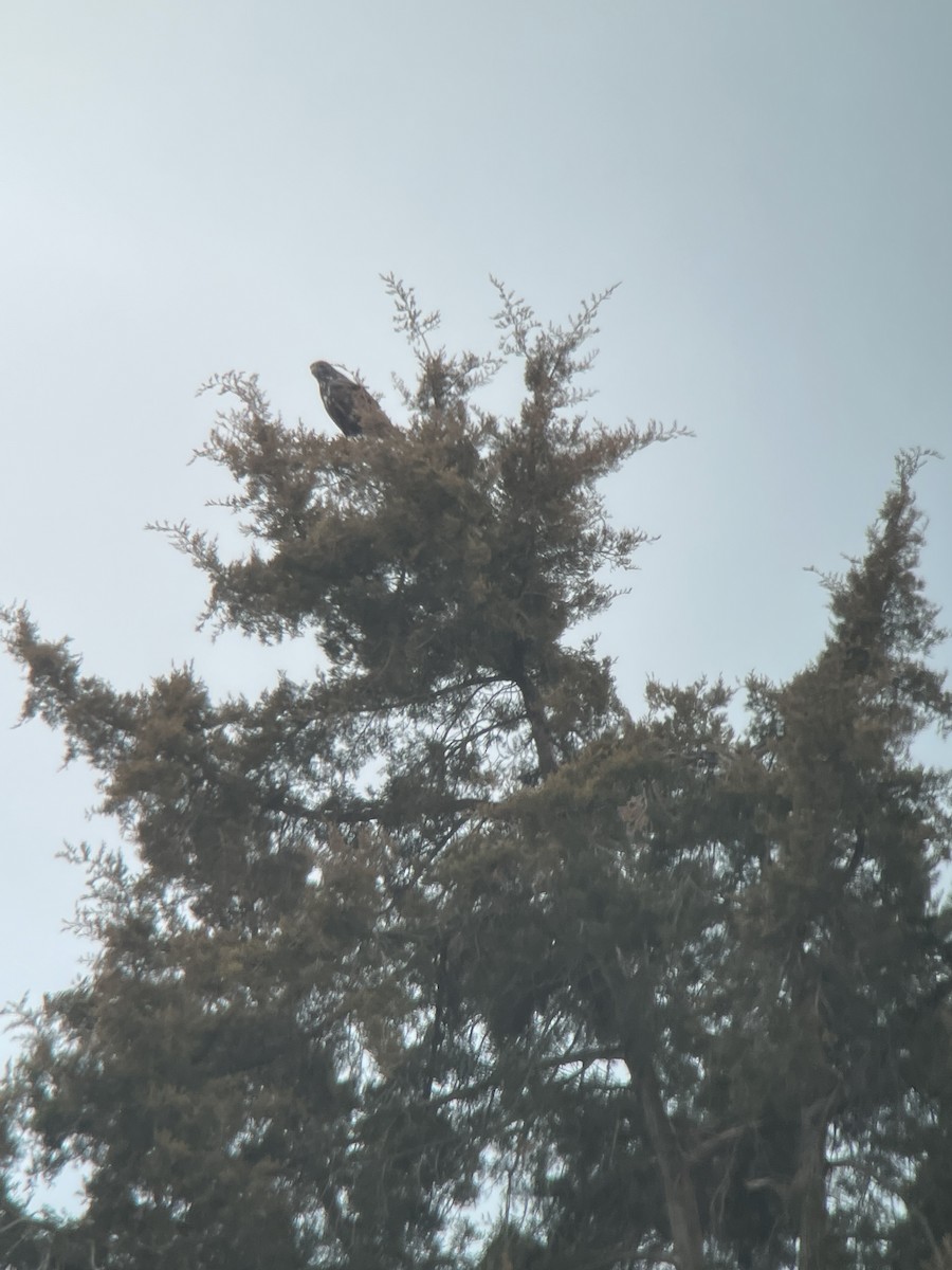 Red-tailed Hawk (Harlan's) - ML614759941