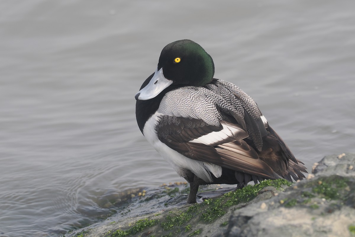 Greater Scaup - ML614760649