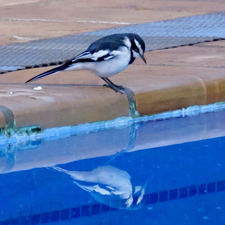 African Pied Wagtail - ML614760844