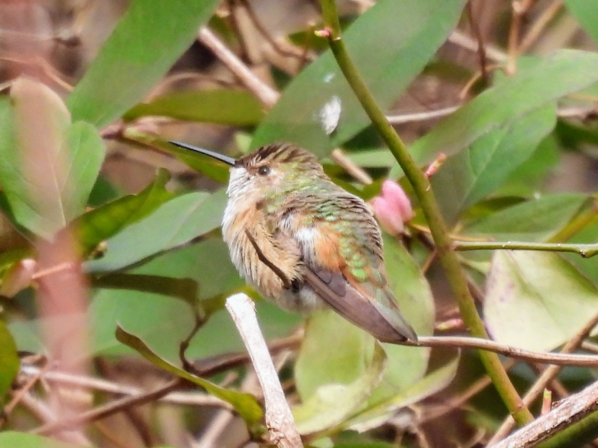 Rufous Hummingbird - ML614761325