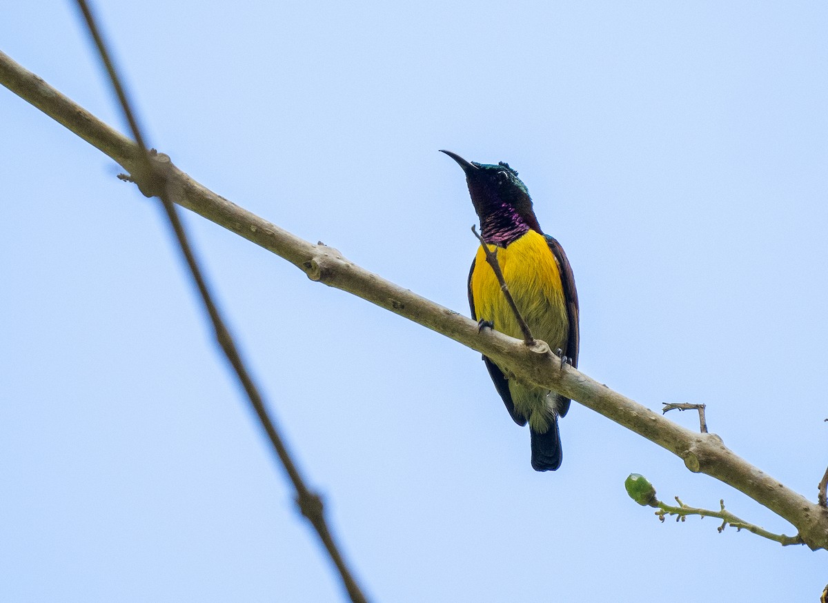 Purple-throated Sunbird (Orange-lined) - ML614761513