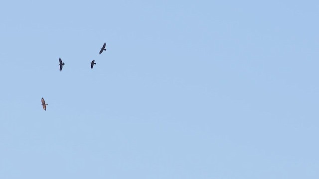 Brown-necked Raven - ML614761528