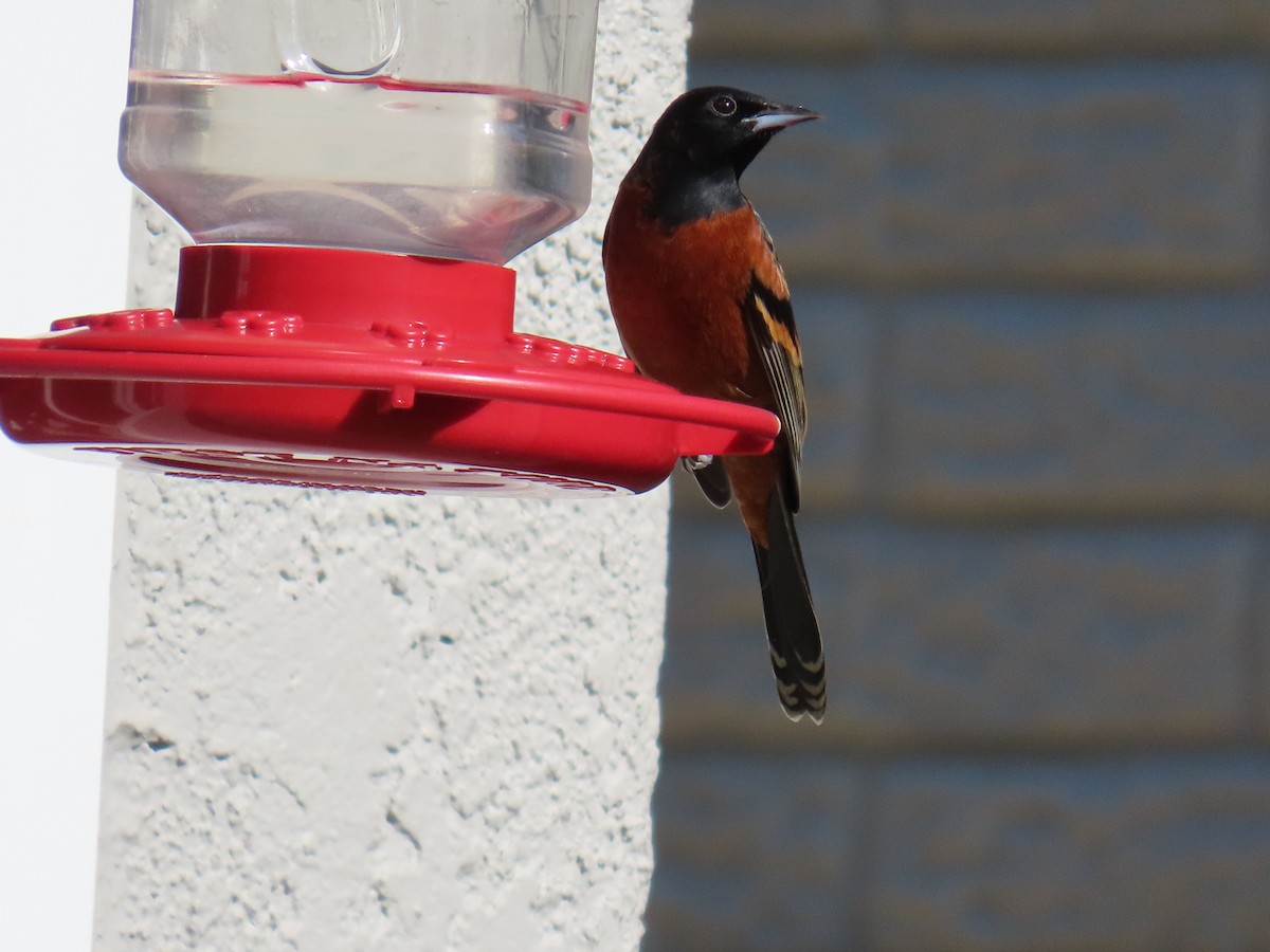 Orchard Oriole - ML614761558