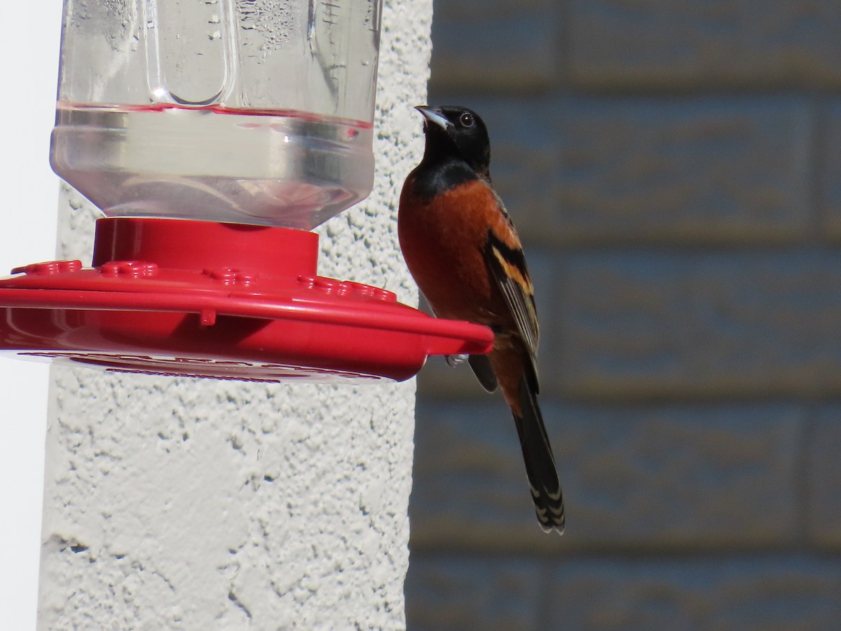 Orchard Oriole - ML614761583