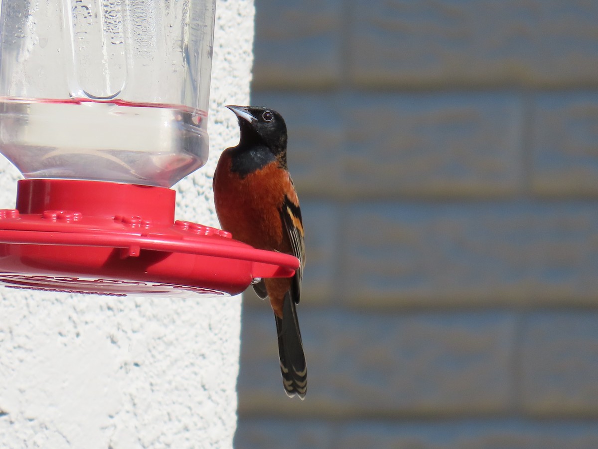 Orchard Oriole - ML614761629