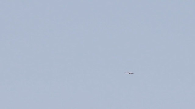 Eurasian Sparrowhawk - ML614761686
