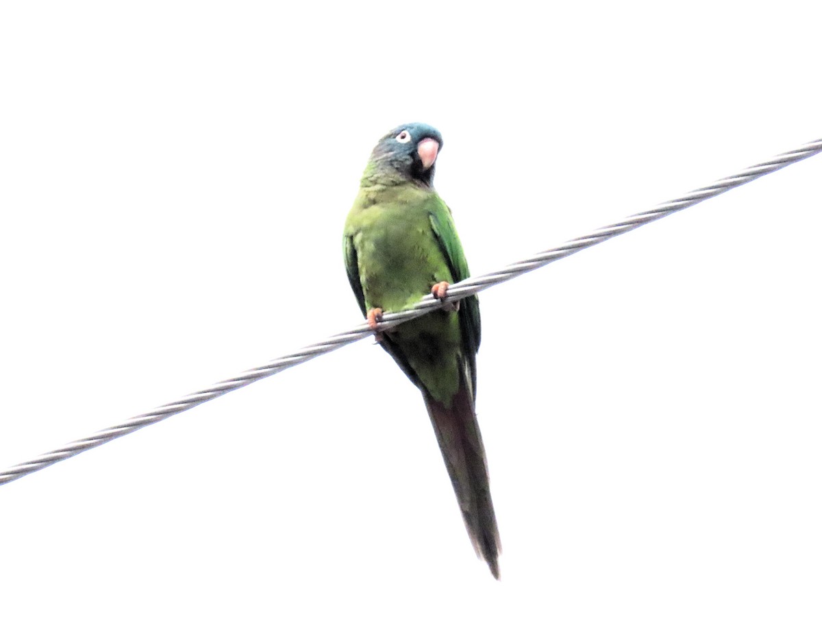 Blue-crowned Parakeet - ML614761713