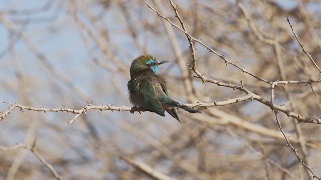 Arabian Green Bee-eater - ML614761850