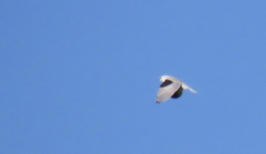 White-tailed Kite - ML614762104