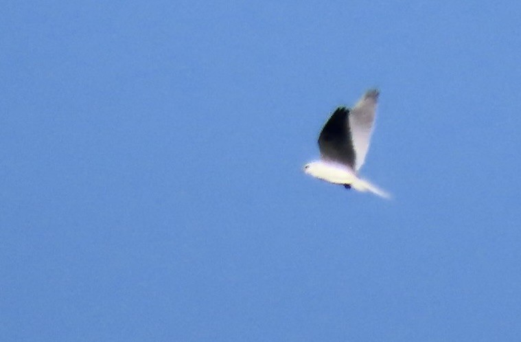 White-tailed Kite - ML614762106