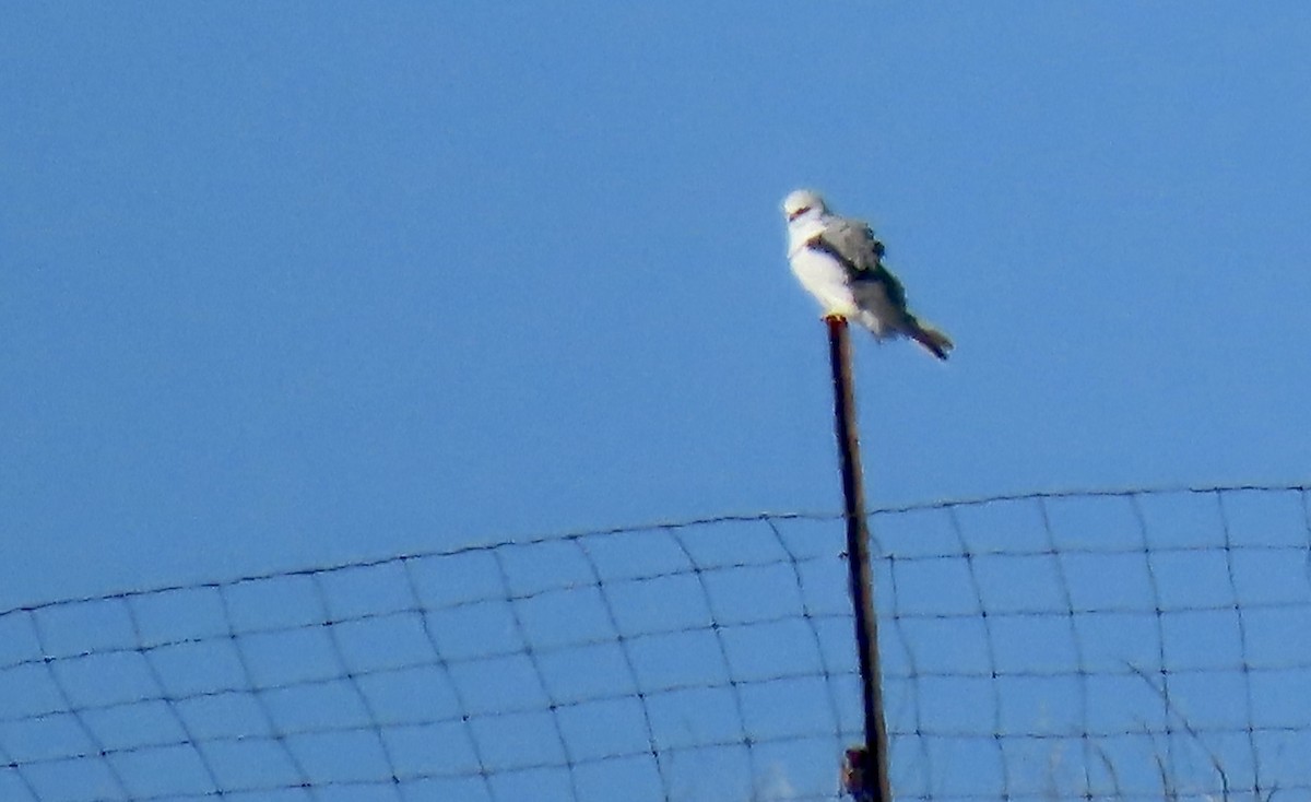 White-tailed Kite - ML614762107