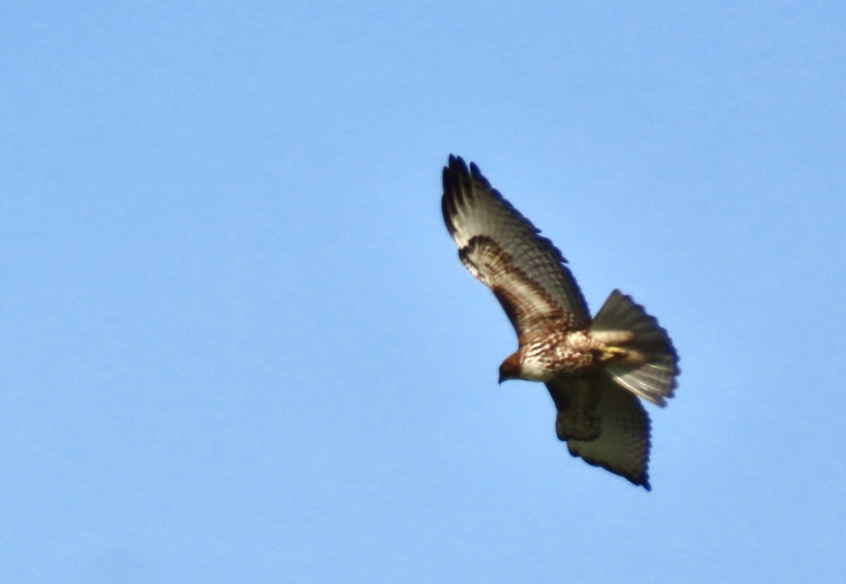 Red-tailed Hawk - Lois Goldfrank