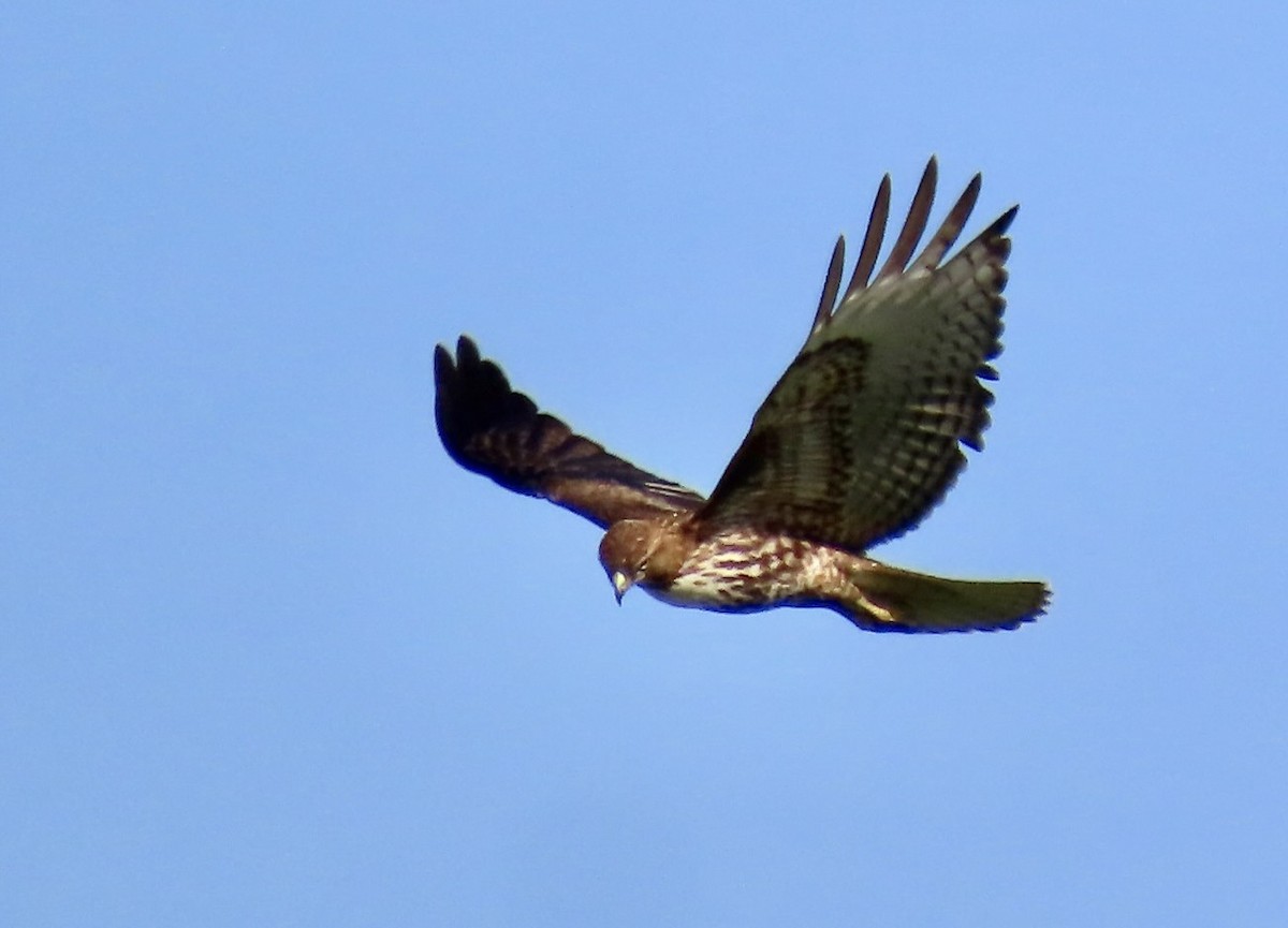 Red-tailed Hawk - Lois Goldfrank