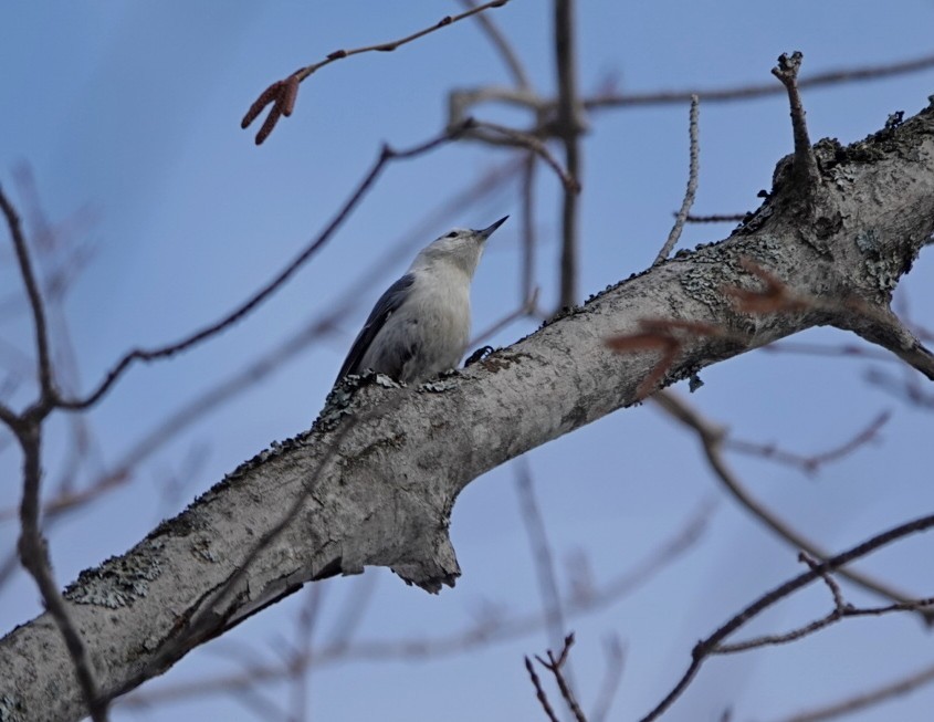 White-breasted Nuthatch - ML614762603