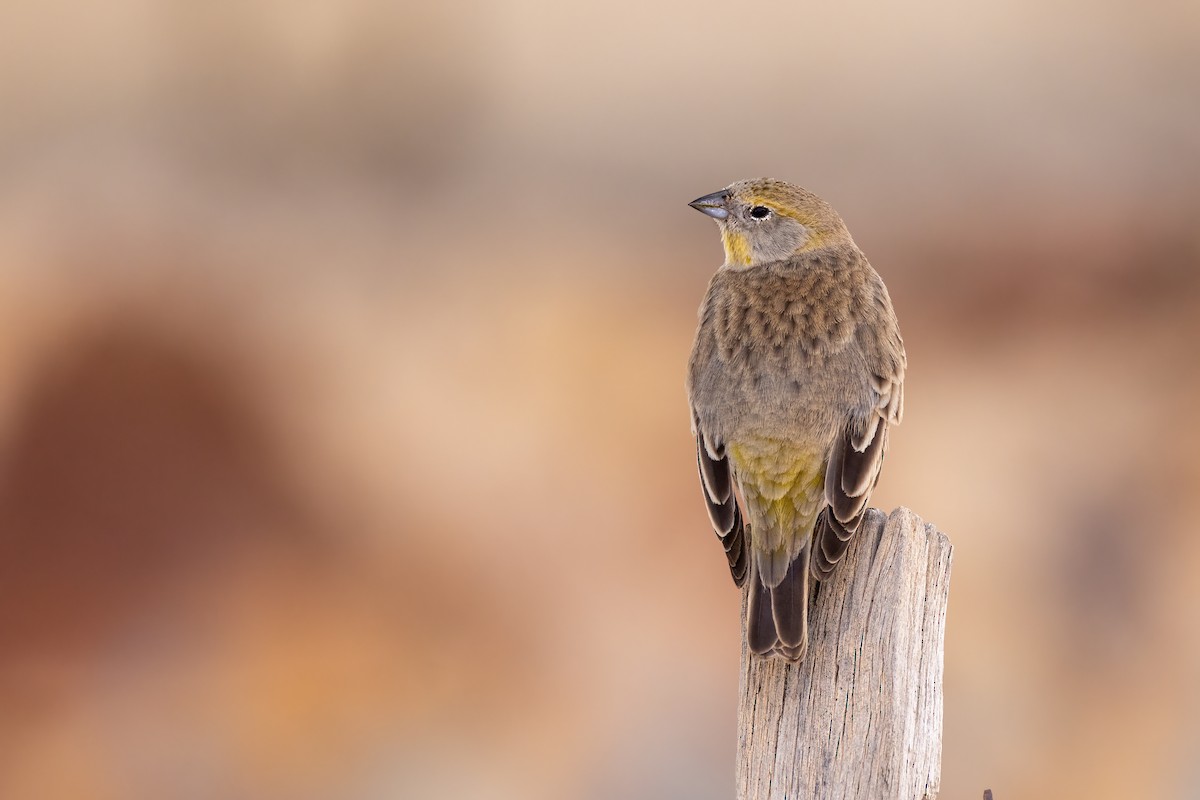 Bright-rumped Yellow-Finch - Charlie Bostwick