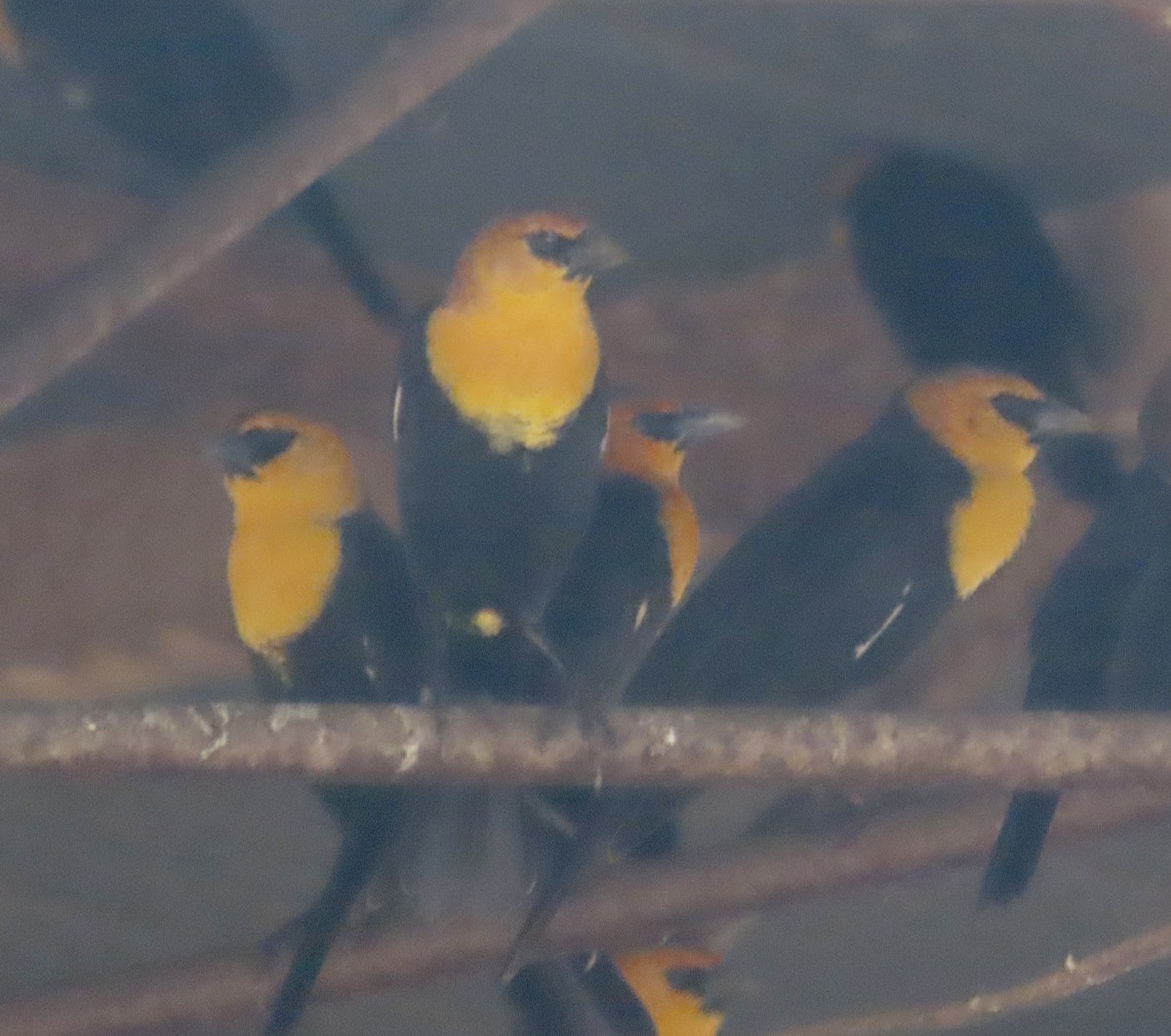 Yellow-headed Blackbird - Justine Hanson