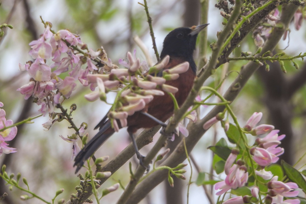 Orchard Oriole - ML614762631