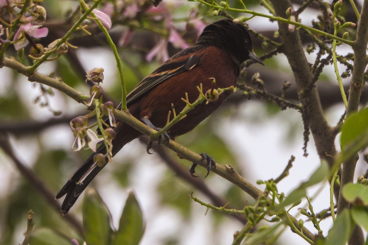 Orchard Oriole - ML614762632