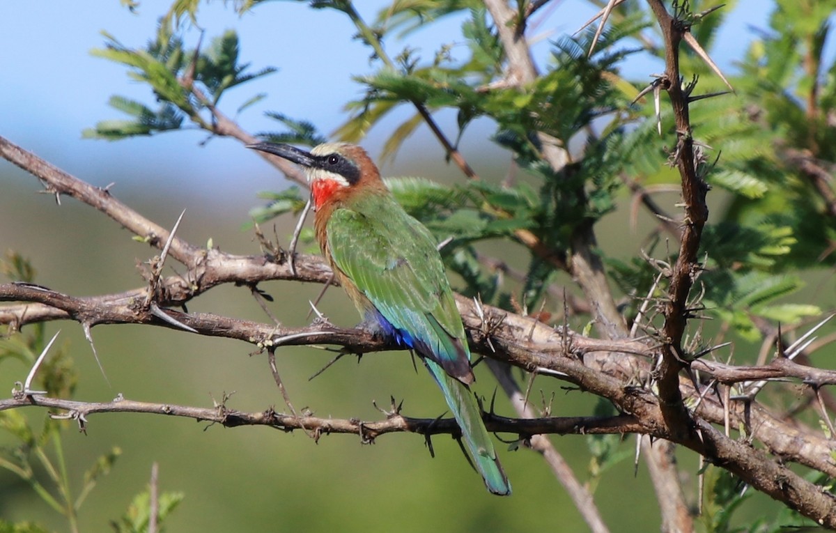 White-fronted Bee-eater - ML614762751