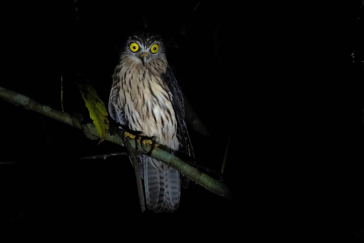 Papuan Owl - ML614763000