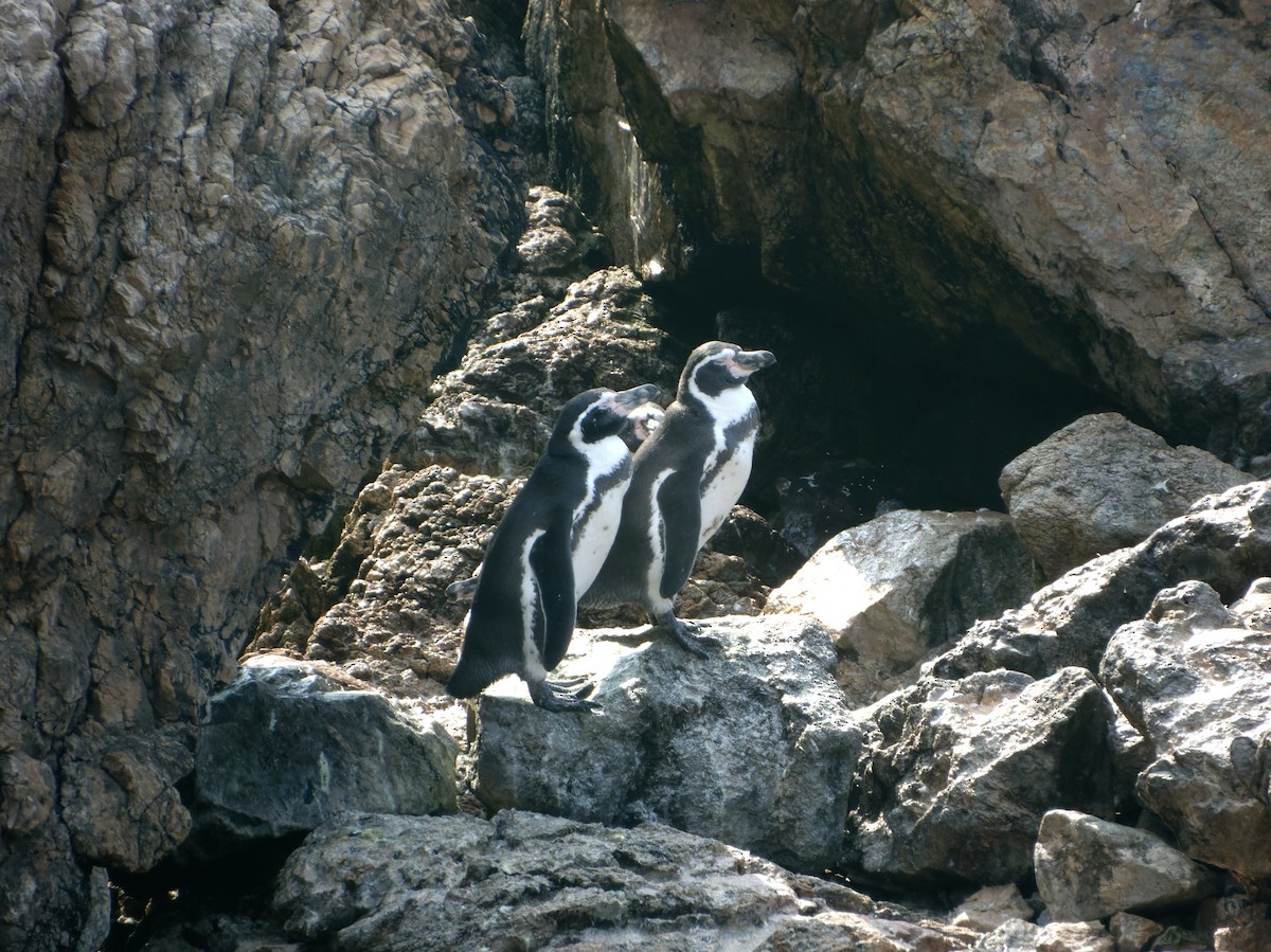 Humboldt Penguin - ML614763203