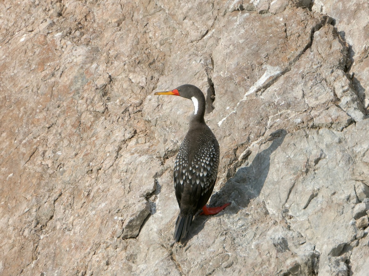 Red-legged Cormorant - ML614763211