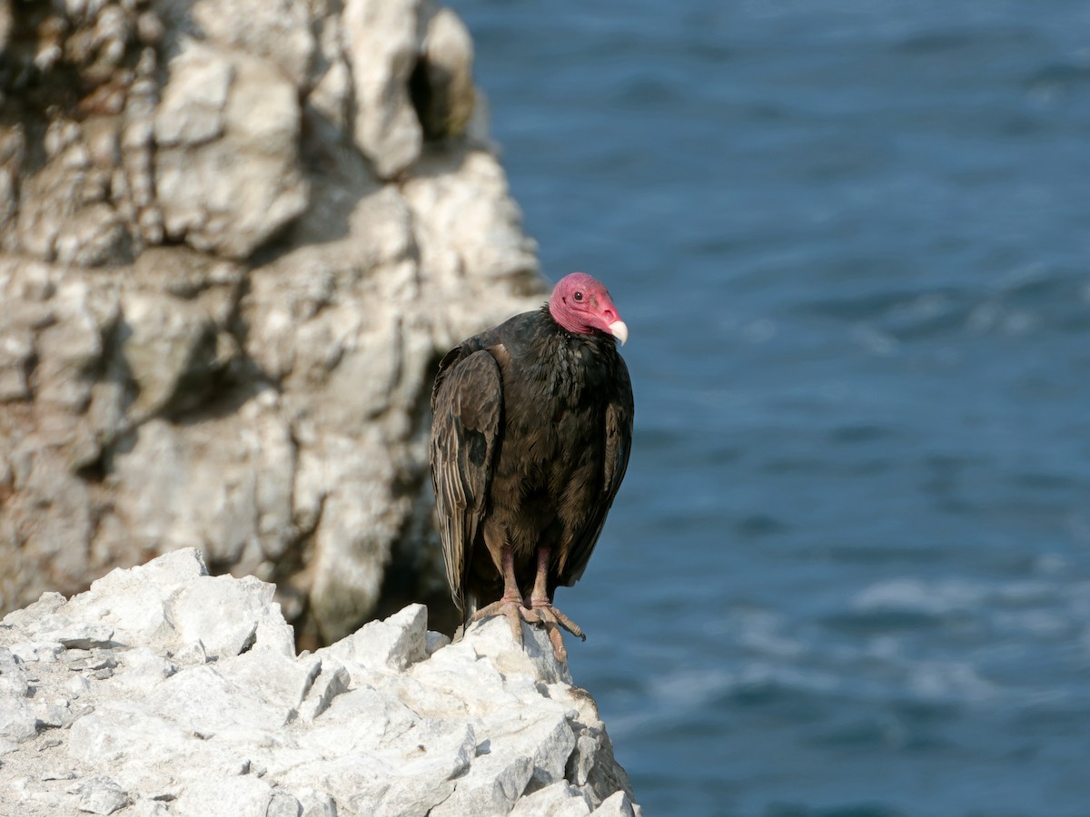 Turkey Vulture - ML614763289
