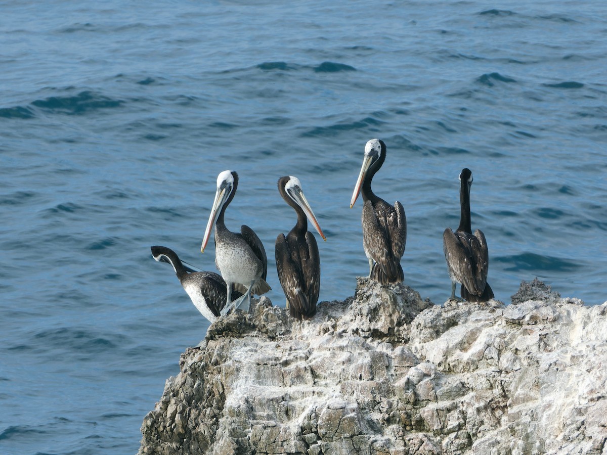 Peruvian Pelican - Rutger Koperdraad