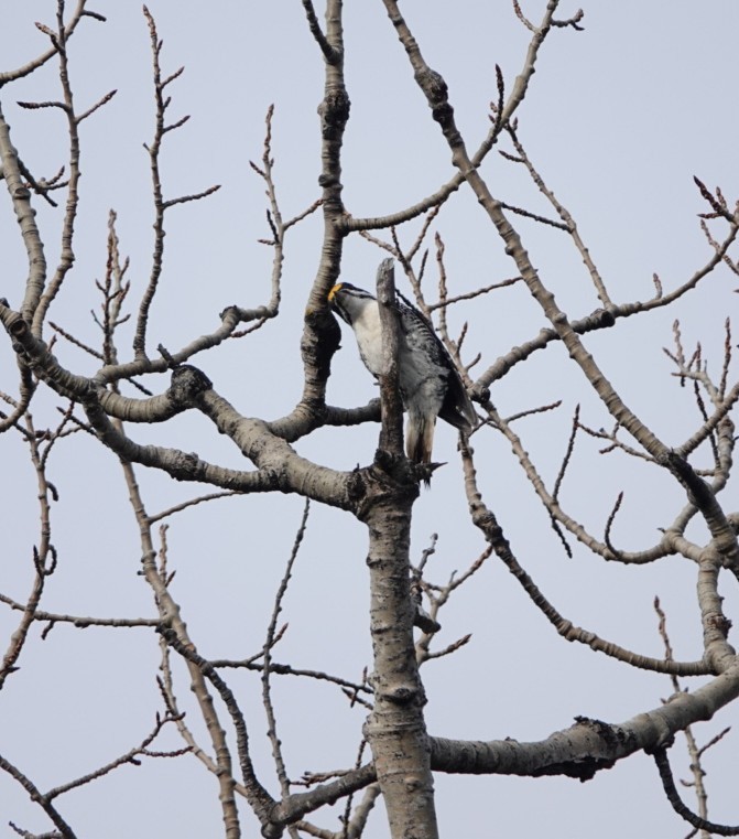 Black-backed Woodpecker - ML614763404