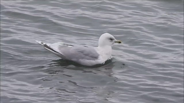 Iceland Gull (kumlieni) - ML614763413