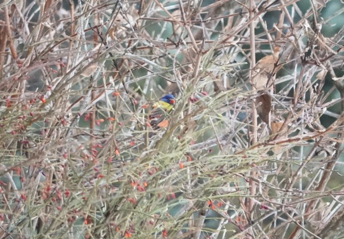 Painted Bunting - ML614763509