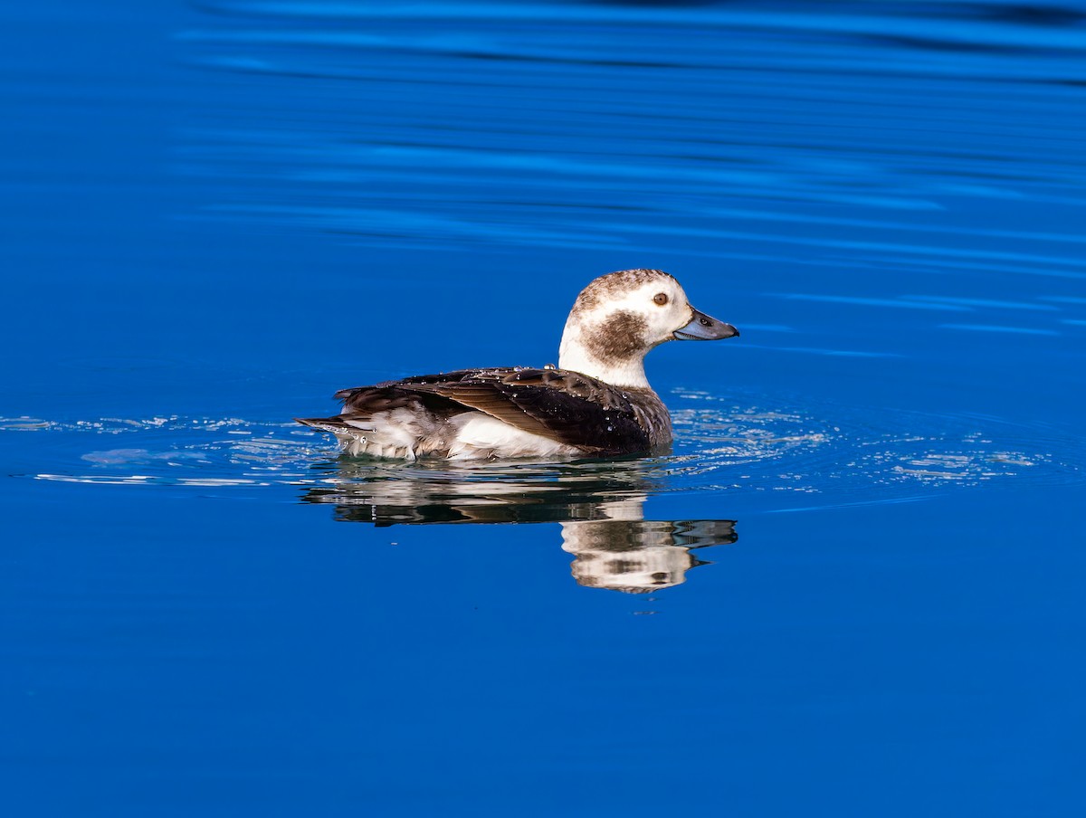 Long-tailed Duck - ML614763582