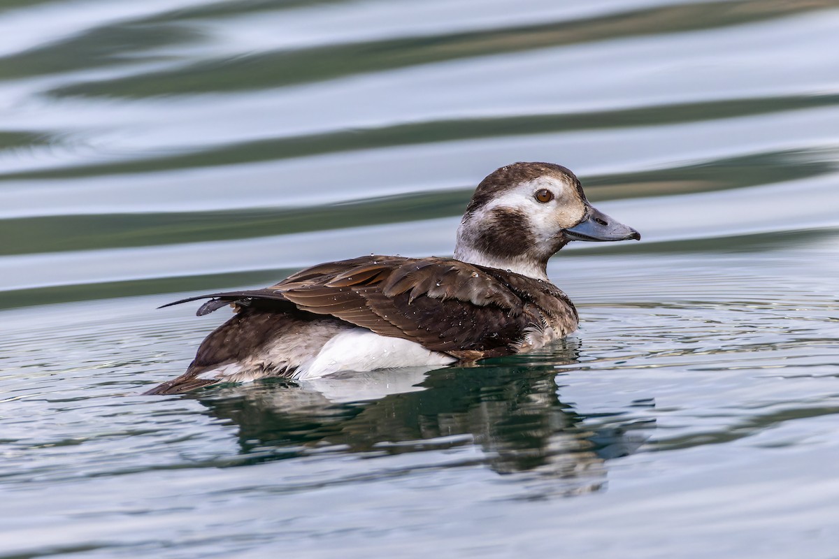Long-tailed Duck - ML614763590