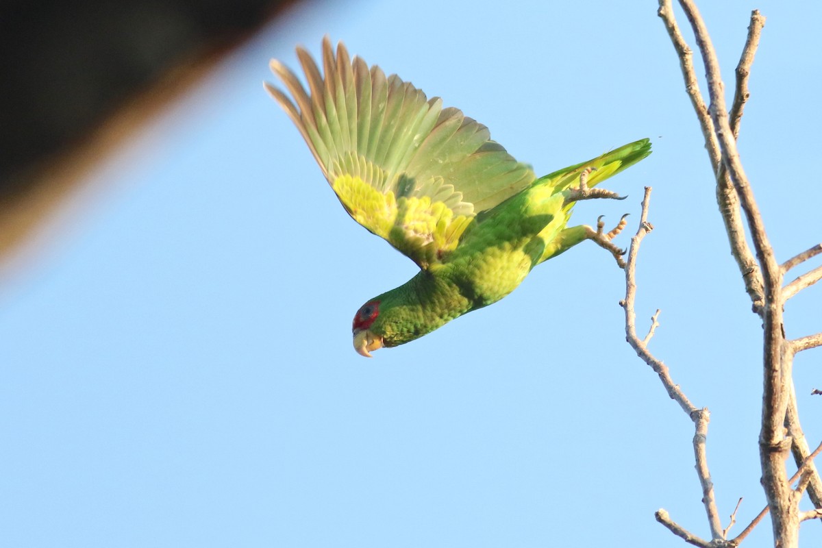 White-fronted Parrot - ML614763649