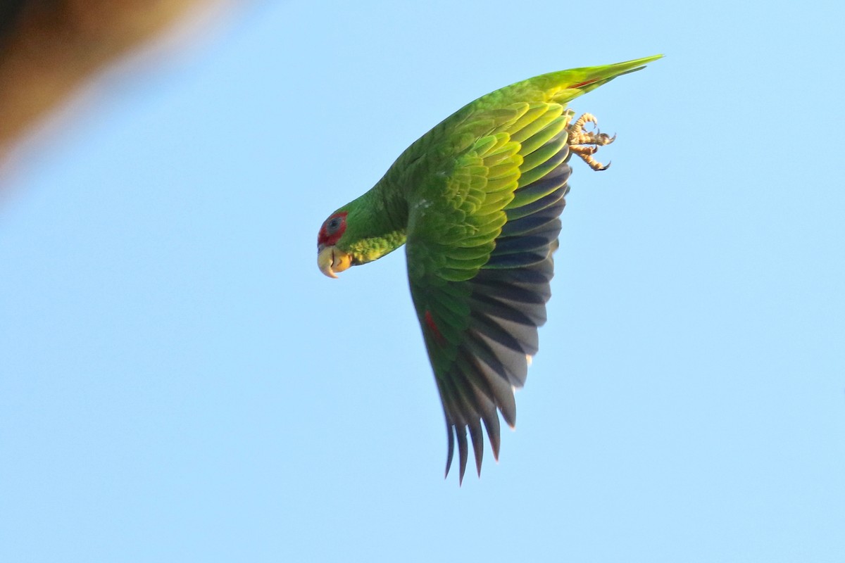 White-fronted Parrot - ML614763651