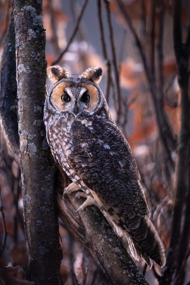 Long-eared Owl - ML614763850