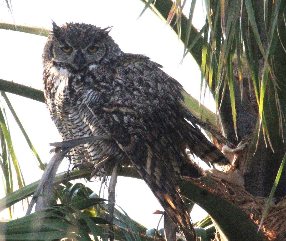 Great Horned Owl - ML614764112