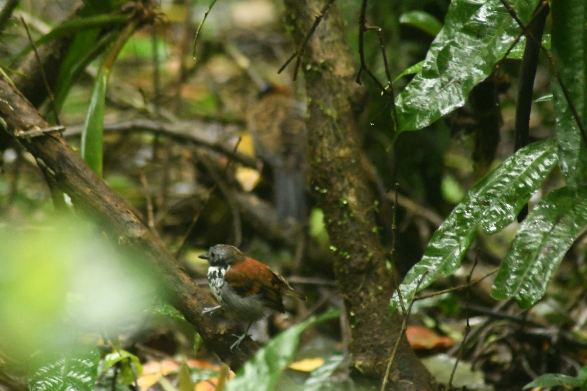 Spotted Antbird - ML614764274