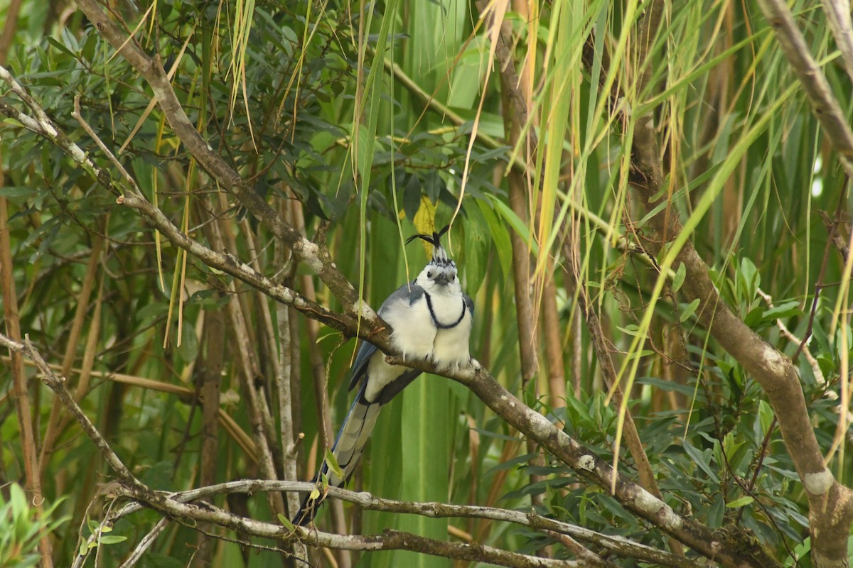 White-throated Magpie-Jay - ML614764285