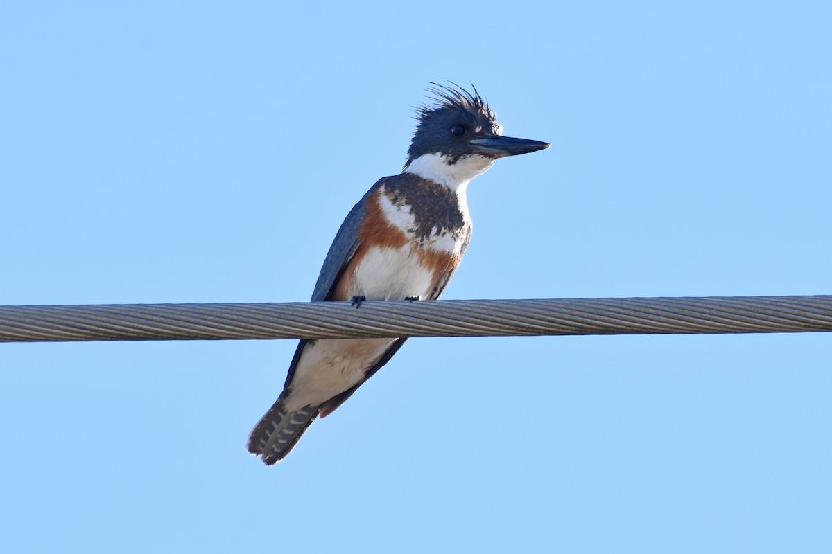 Belted Kingfisher - ML614764305