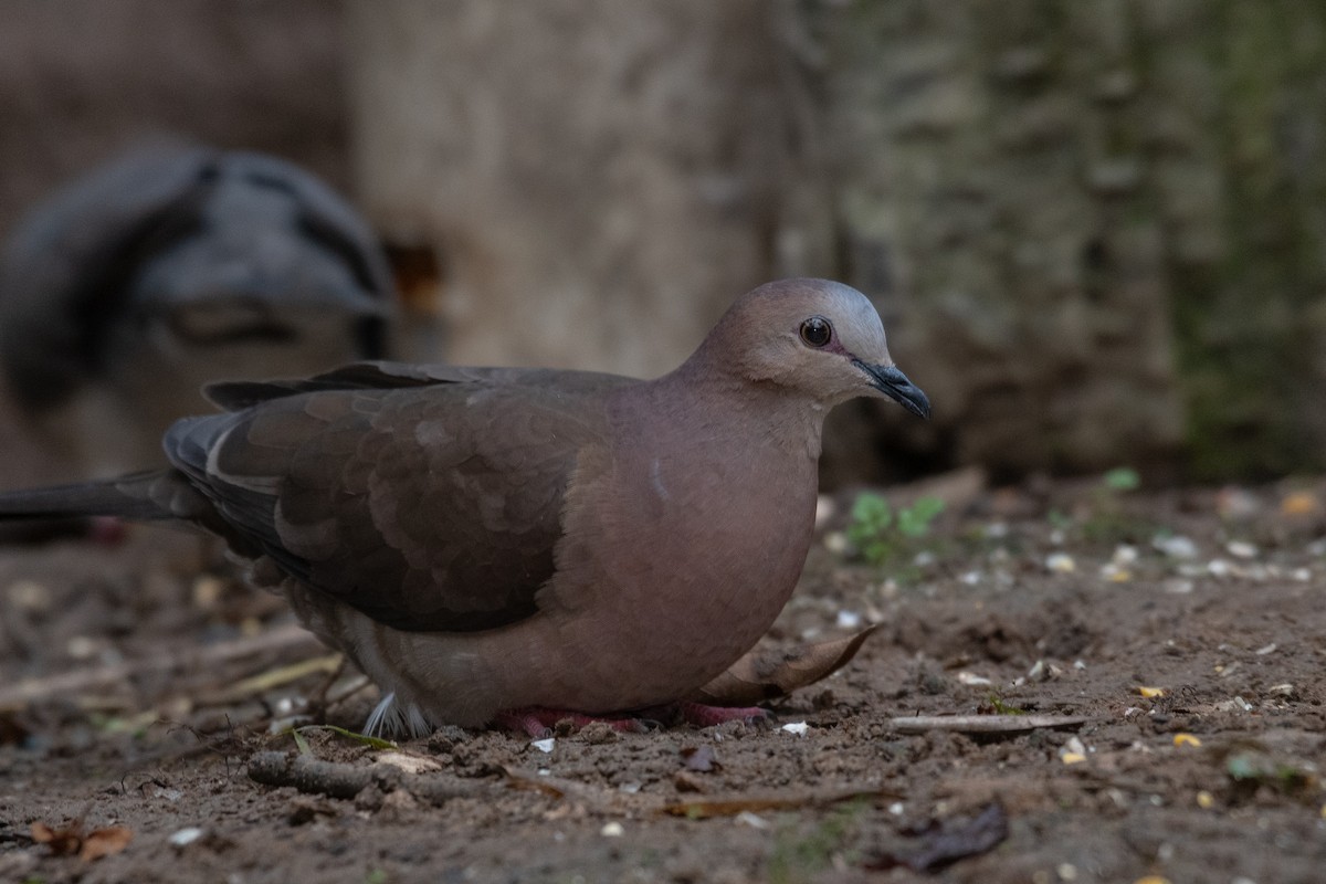Gray-fronted Dove - ML614764307