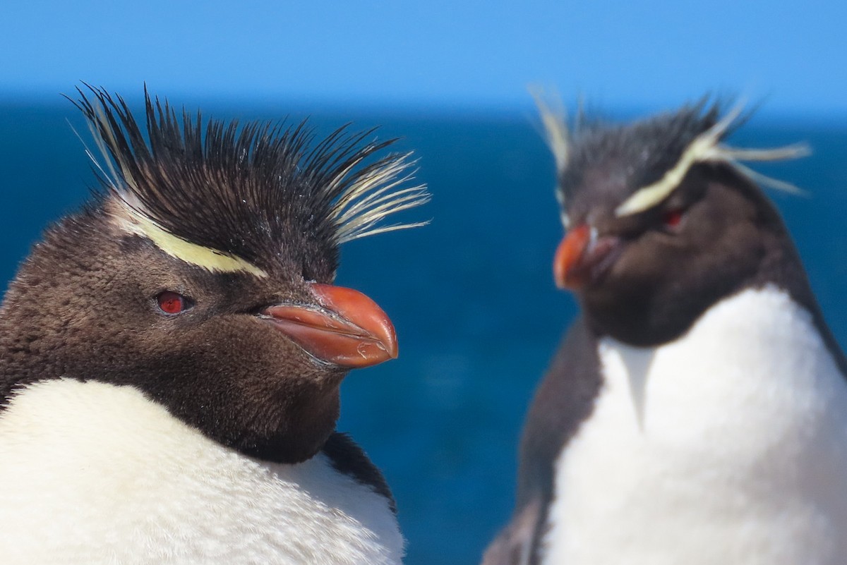 Southern Rockhopper Penguin - Itamar Donitza