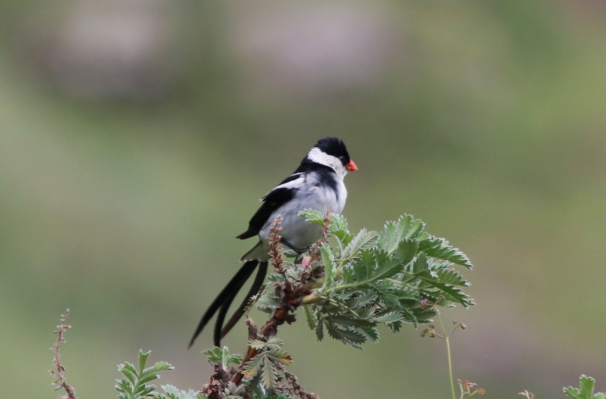 Pin-tailed Whydah - ML614764813
