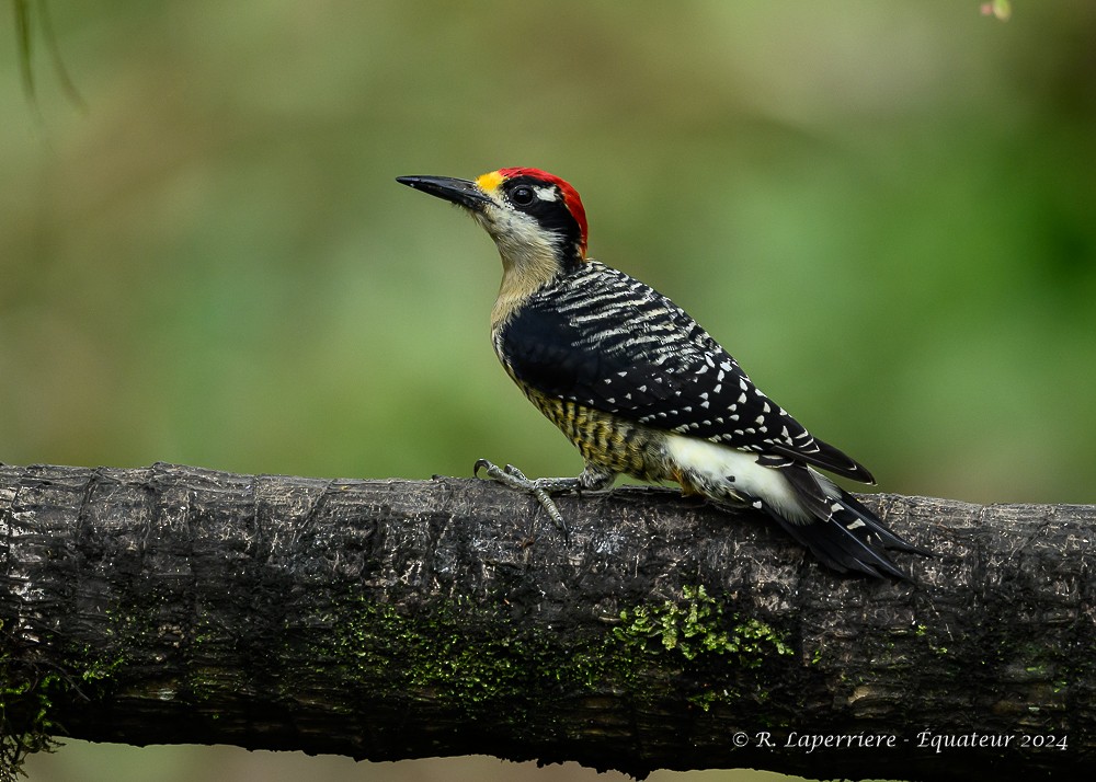 Black-cheeked Woodpecker - ML614764824