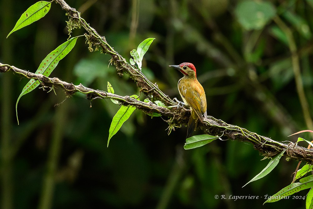 Golden-olive Woodpecker - ML614764833
