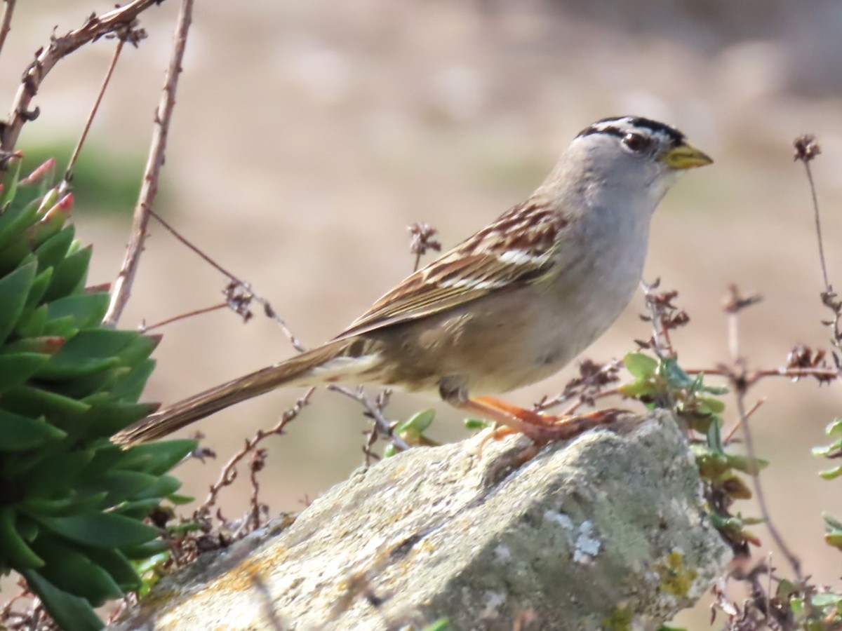 White-crowned Sparrow - ML614764853
