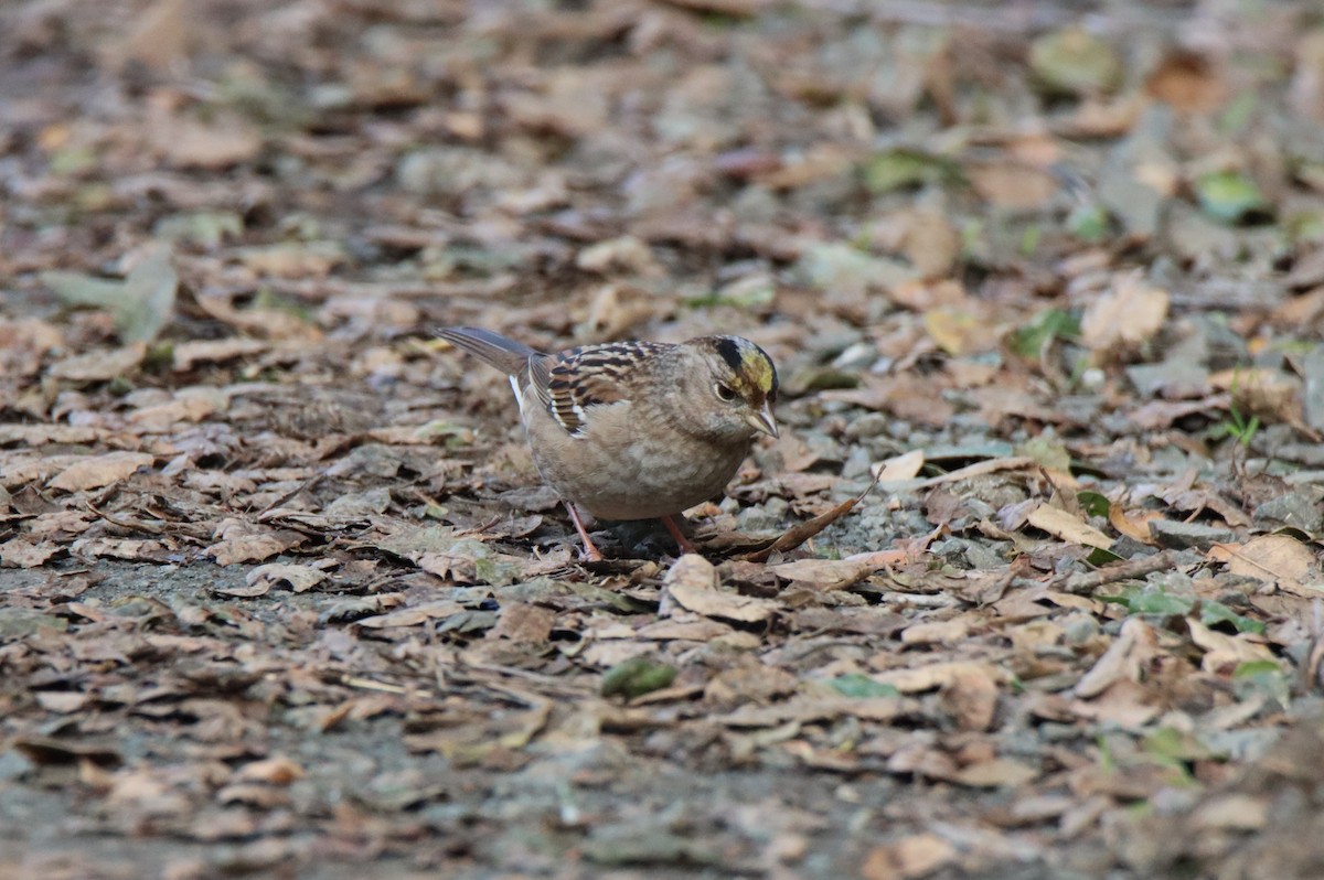 Golden-crowned Sparrow - ML614764879